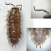 Porcellio scaber